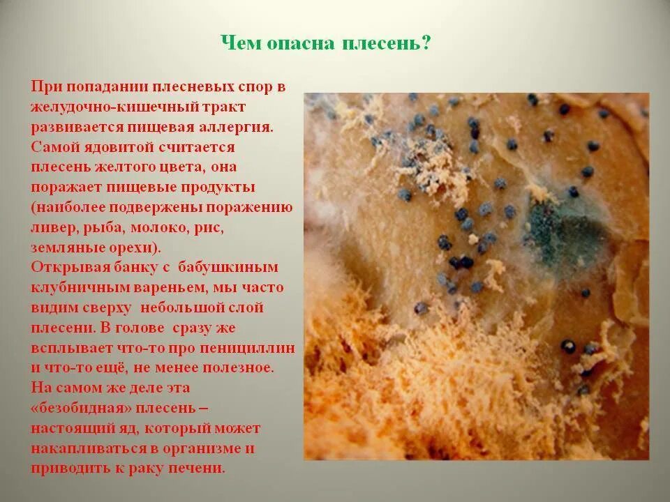 Какой вред наносят плесневые. Плесень. Образовался плесень. Черная плесень.