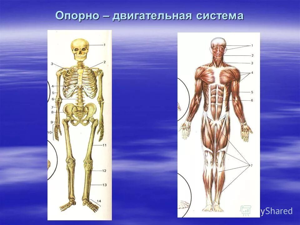 Двигательная система человека 4 класс