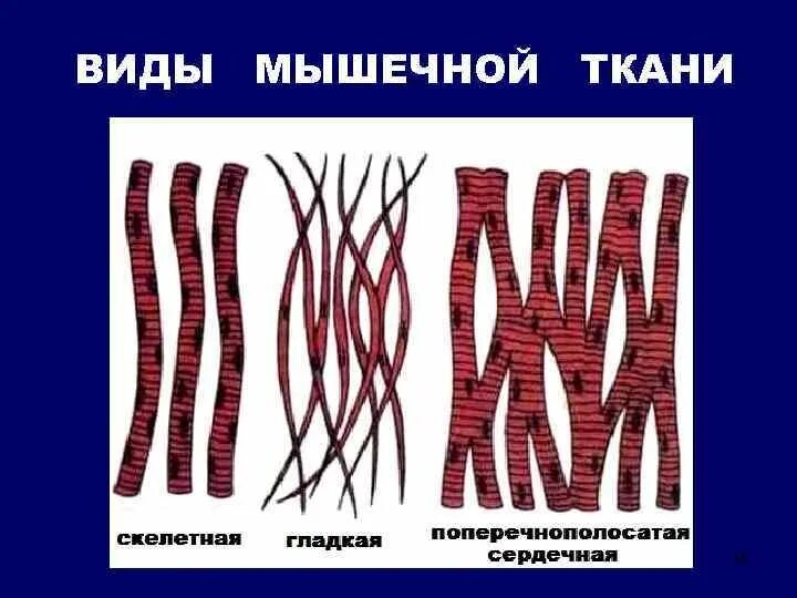 Биохимия мышечная. Поперечно полосатая костная ткань. Мышечная ткань. Разновидности мышечной ткани. Мышечная ткань животных.