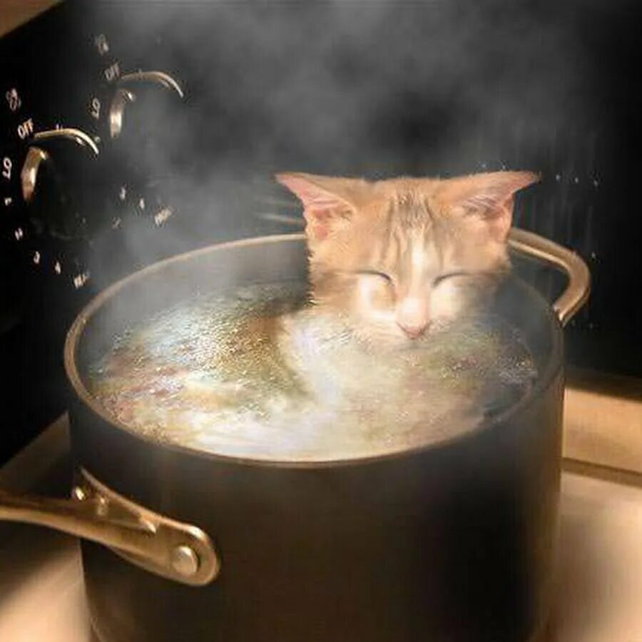 Кошка в кастрюле. Суп с котом. Суп из кота. Суп из котят. Варят кошек