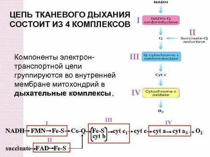 Процесс тканевого дыхания