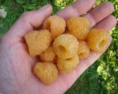 Сорт малины желтый гигант