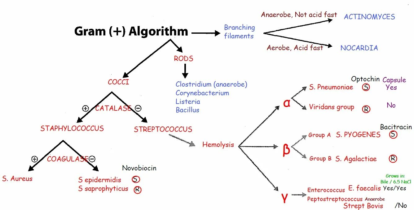 X amz algorithm. Gram positive algorithm. branching algorithm. branching algorithm for kids.