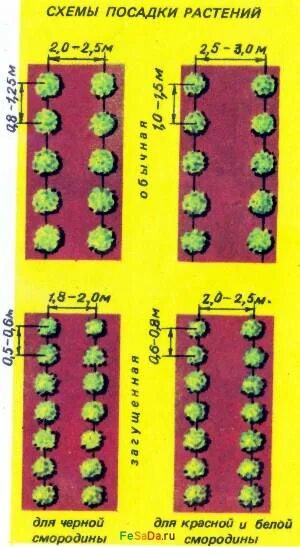 Схема посадки смородины. Расстояние между кустами черной смородины при посадке. Посадка черной смородины схема посадки. Черная смородина схема посадки кустов. Расстояние между кустами клубники