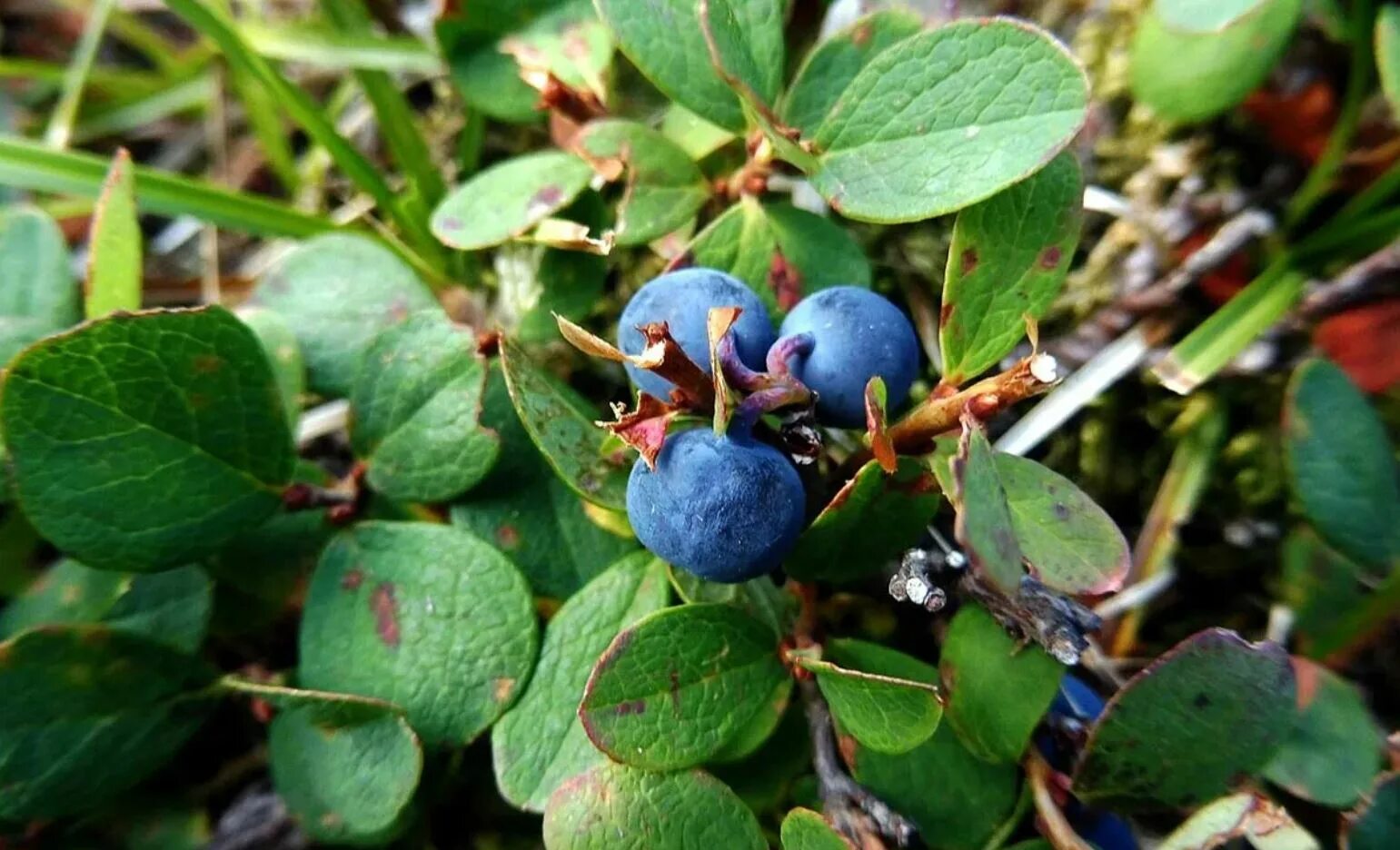 Vaccinium uliginosum голубика. Голубика обыкновенная гонобобель. Черника болотная. Голубика топяная. Голубика в бочках.
