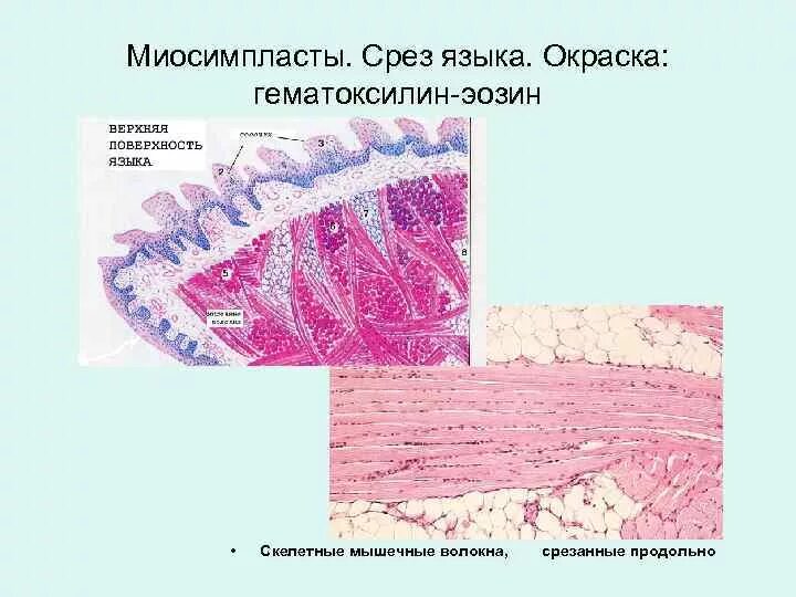 Неклеточные структуры тканей. Миосимпласт гистология препарат. миосимпласт строение гистология. неклеточные структуры гистология. гистологический срез скелетной мышцы.