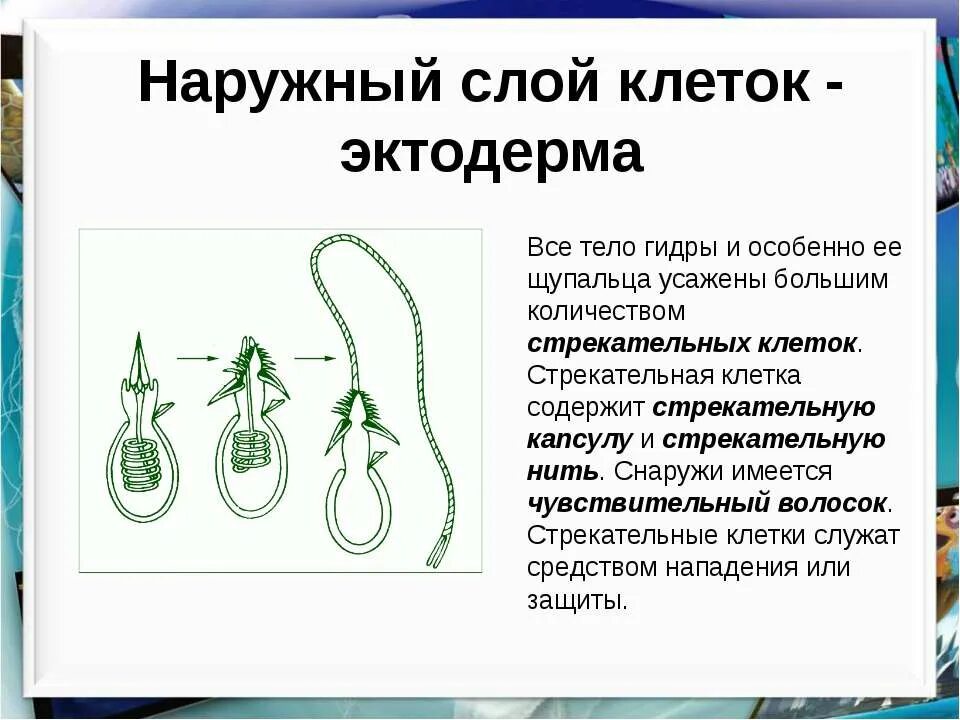 Строение клеток энтодермы гидры. Клетки внутреннего слоя гидры. Наружный слой клеток эктодерма. Участок стенки тела гидры. Слой клеток тела гидры.