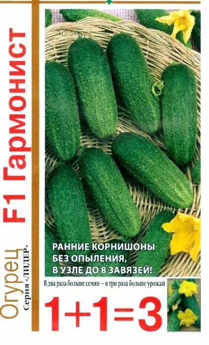 Огурцы гармонист описание фото Molot-Club.ru