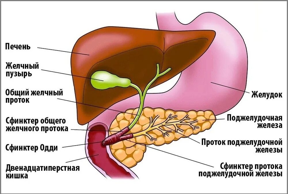 Печень орган в организме. Желчный пузырь сфинктер Одди анатомия. Печень, желчный пузырь, поджелудочная железа анатомия строение. Строение желчного пузыря сфинктеры. Анатомия ЖКТ желчный пузырь.