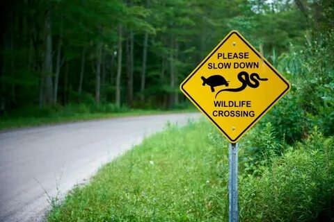 Wildlife перевод на русский