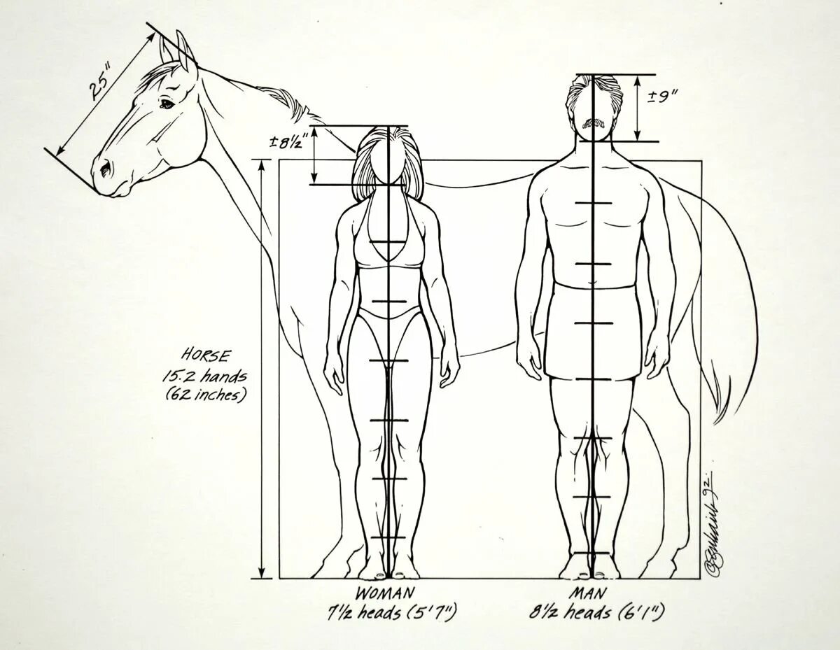 Сколько в человеке лошадиных. Соотношение роста человека и лошади. Баммес анатомия животных для художников. Пропорции тела человека для художников. Пропорции конь и человек.