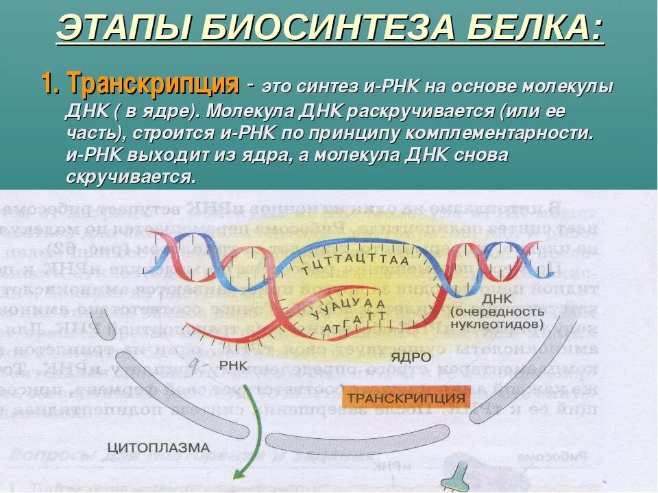 Транскрипция и трансляция Биосинтез белка. Этапы транскрипции биосинтеза белка. 1 Этап биосинтеза белка. Этапы транскрипции и трансляции белка.