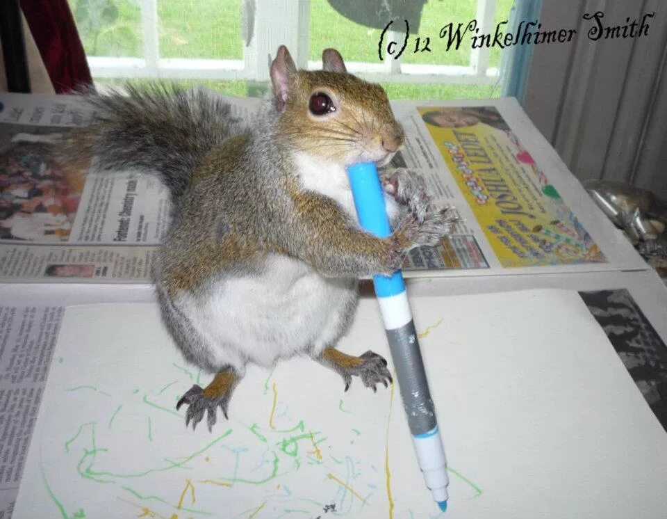 Белка держит. Проект о белке. Олмахон. Пиши белочка. Пиши белочка.