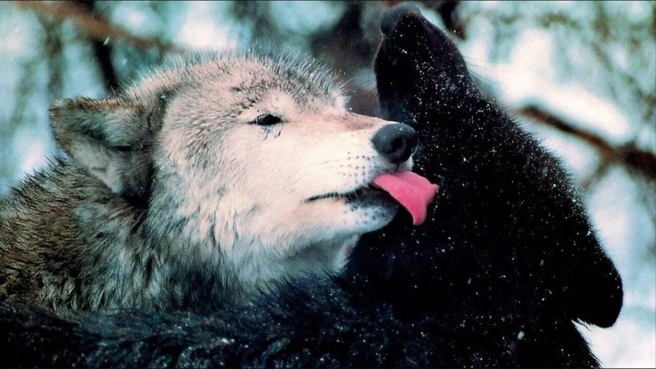 Волк и волчица. Красивый волк. Влюбленные волки. Волки любовь. Beautiful wolves