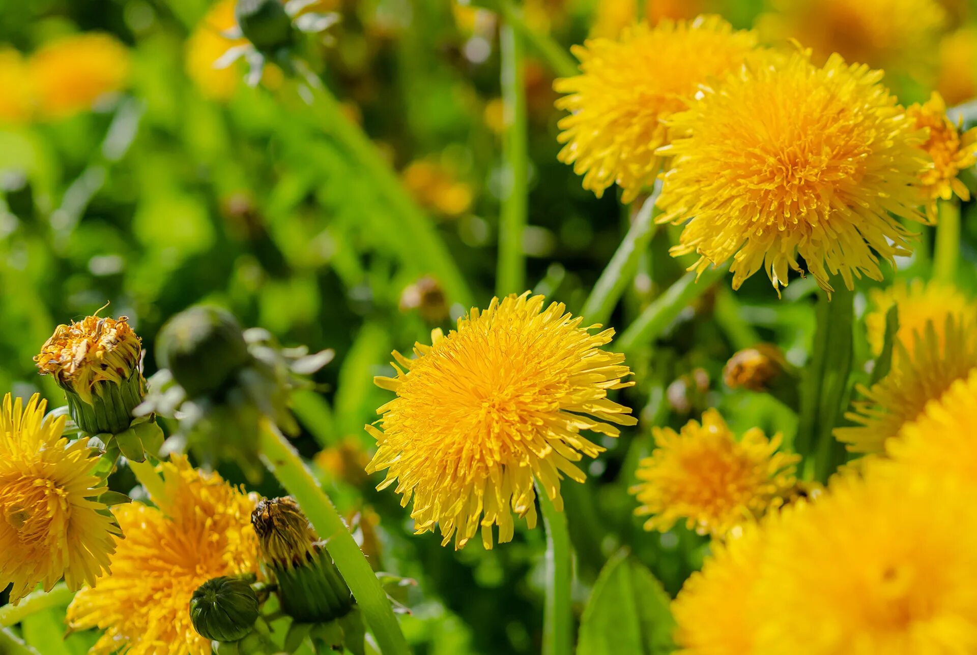 Одуванчик быррангский. Одуванчик быррангский – (Taraxacum byrrangicum). Лето одуванчики. Июнь одуванчики.