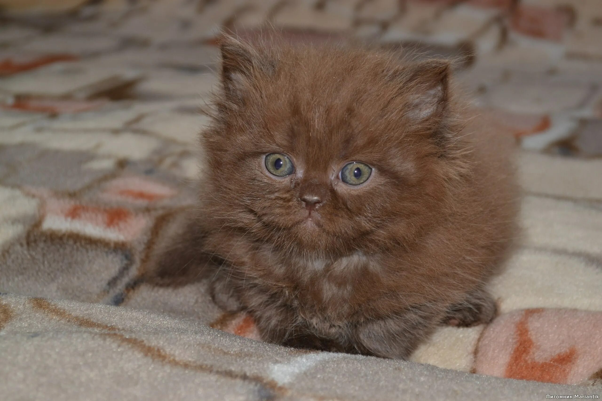 Перс шоколадный окрас. Шоколадная Персидская. Персидский кот шоколадного цвета. Большой персидский кот шоколадный. От персидской кошки с шоколадной окраской
