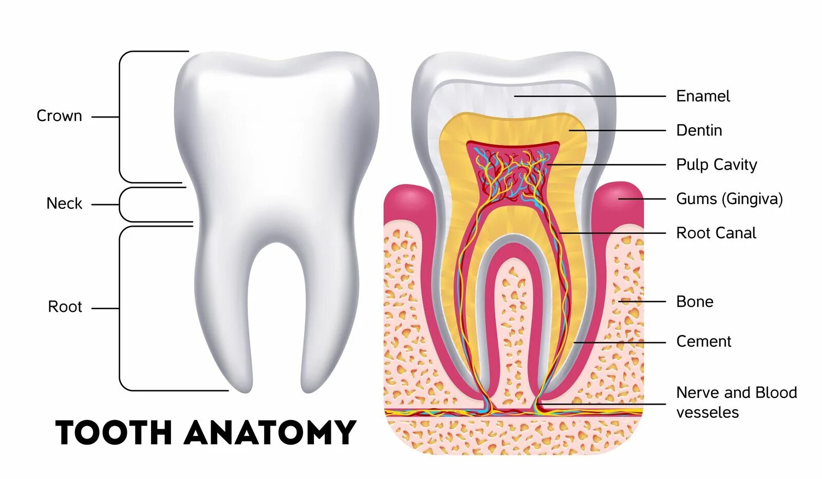 Схема анатомического строения зуба. Строение зуба человека анатомия. Строение зуба схема легкая. Строение зуба человека для детей.