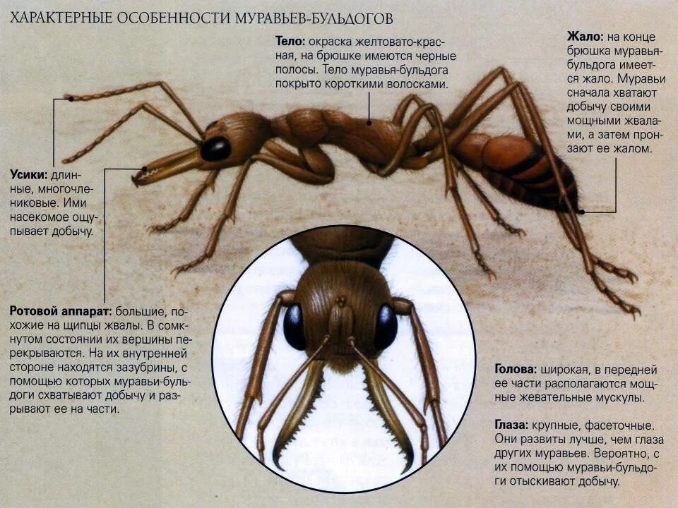 Внешнее и внутреннее строение муравья. Строение муравья. Строение муравья. Строение тела муравьев. Внешнее строение муравьев.