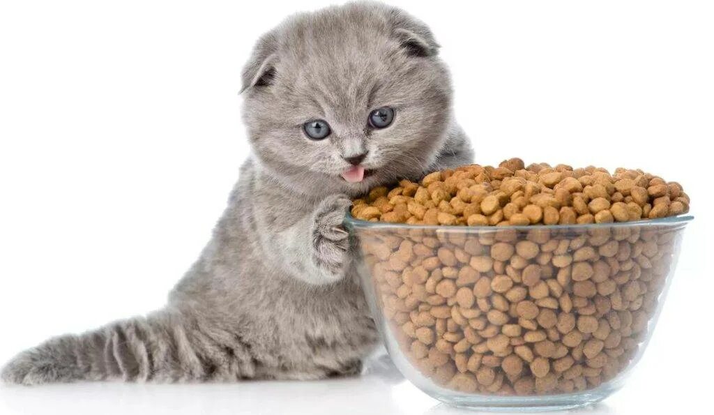Какие крупы можно кошкам. Какие крупы можно кошкам