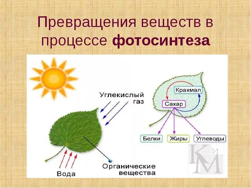 Появление фотосинтеза привело к. Схема фотосинтеза биология. Фотосинтез растений схема 6 класс. Фотосинтез растений 3 класс. Что такое фотосинтез в биологии 3 класс.