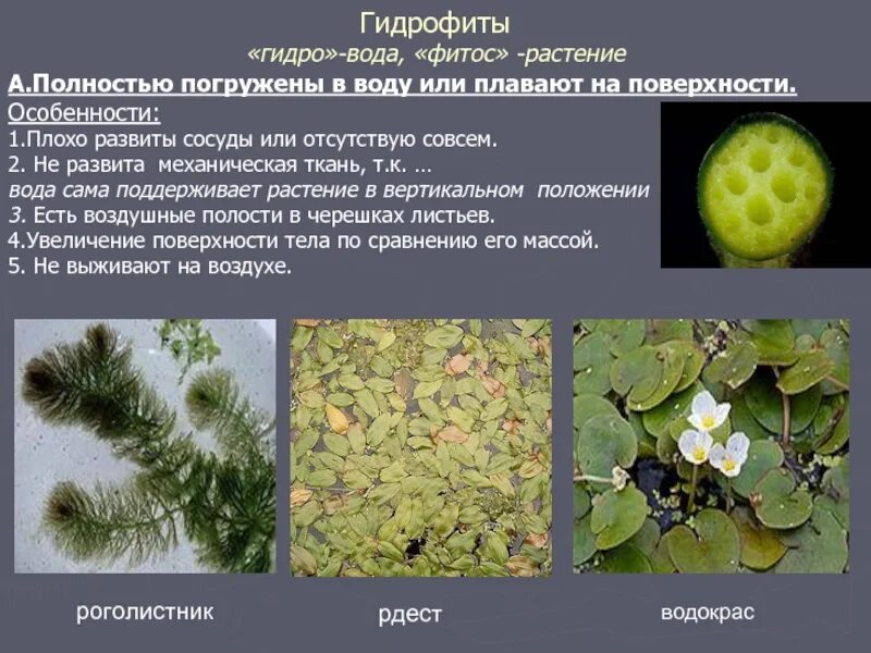 Гидрофиты особенности строения. Ксерофиты и гидрофиты. приспособления растений к воде. группы водных растений. растения по отношению к воде.
