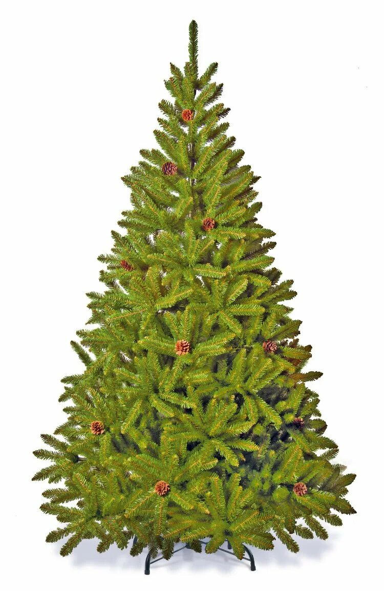 Пихта андалузская. 2. Елка триумф три лесная красавица. Уличная елка. Хвоинки елки.