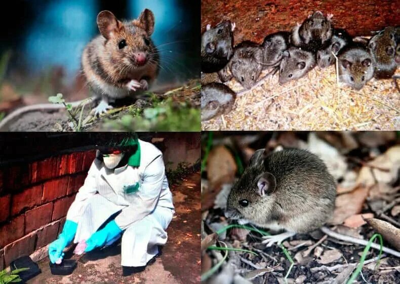 Дезинсекция от грызунов. Это уничтожение грызунов-переносчиков инфекционных заболеваний. Истребление грызунов называется. Уничтожение грызунов дератизация. Уничтожать перевозчиков аозбудителей заболеваний.