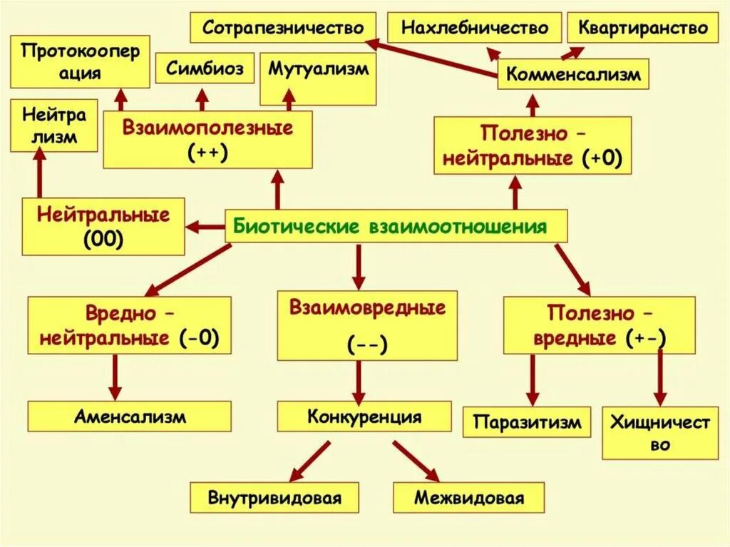 Разделите типы взаимоотношений организмов на соответствующие группы. Типы взаимоотношений организмов схема. Типы межвидовых взаимоотношений схема. Схема взаимоотношений между организмами. Биотические взаимоотношения организмов.