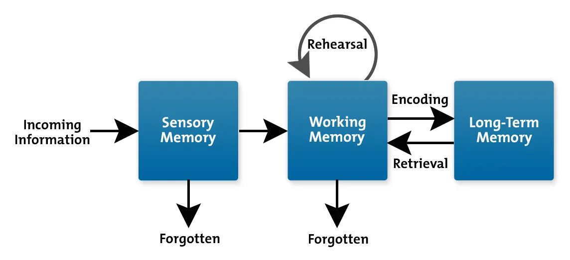 Memory processes. Memory information. bi систем in memory. process in memory. cognitive load.