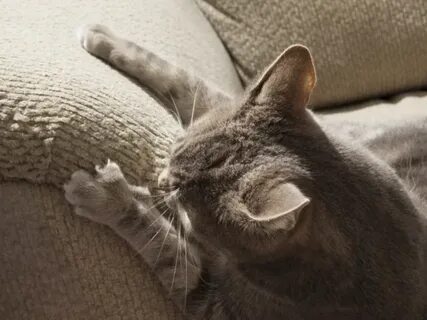 Почему коты царапают мебель