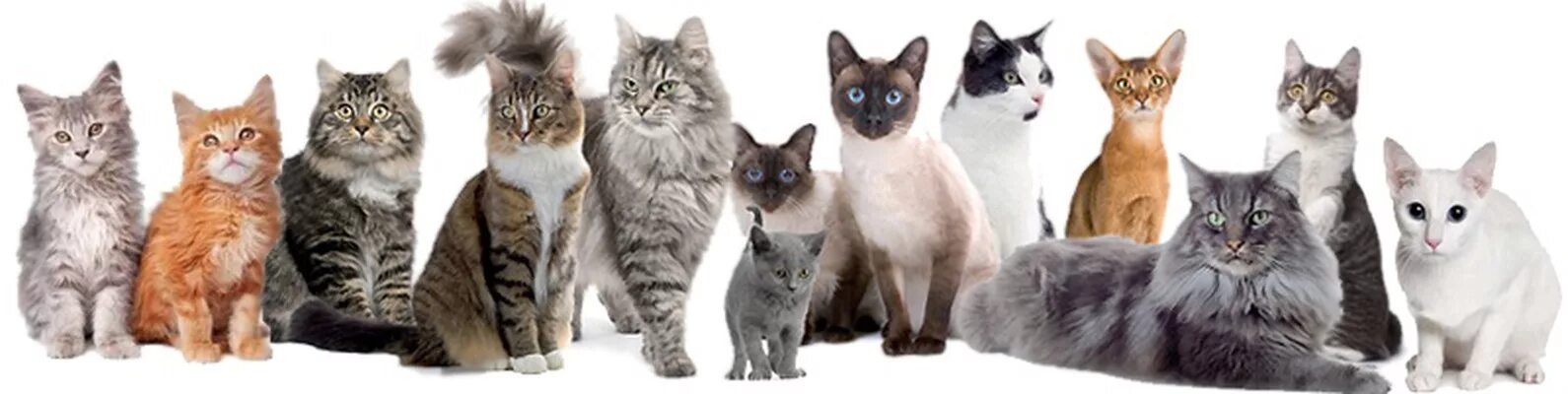 Котики в ряд. Много котят разных пород. несколько котов. много кошек. коты в ряд.