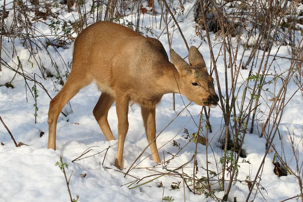 Сибирская косуля capreolus pygargus. Сибирская косуля Омской области. Косуля в Мордовии. Косуля Сибирская (capreolus pygargus Pall.). Пища лося в лесу