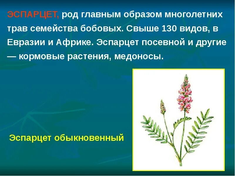 Кормовое растение семейства бобовых. Эспарцет семейство. эспарцет посевной. эспарцет многолетний. род семейства бобовых.