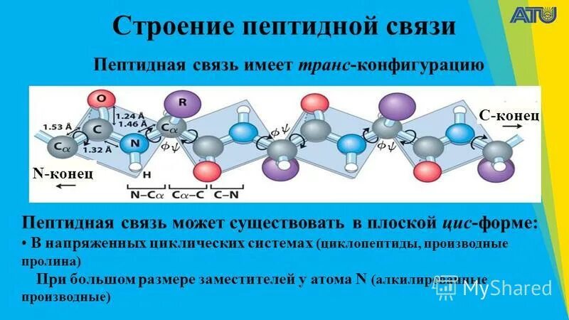 Пептидная группа белков. Химическая природа пептидной связи. Транс конфигурация пептидных связей. Пептидная связь. Конфигурации пептидной связи цис-транс.