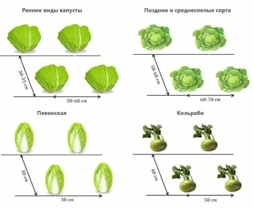 Через какое расстояние сажают капусту белокочанную