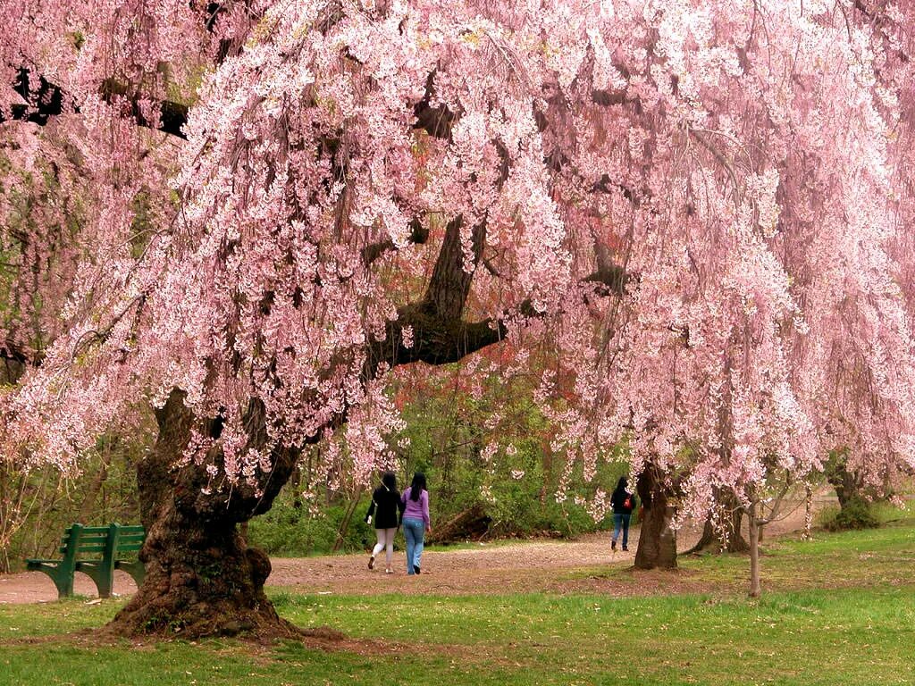 Cherry blossom отзывы. Черри блоссом дерево. Сакура японская плакучая. Сакура Ошидори. Японские плакучие вишни.