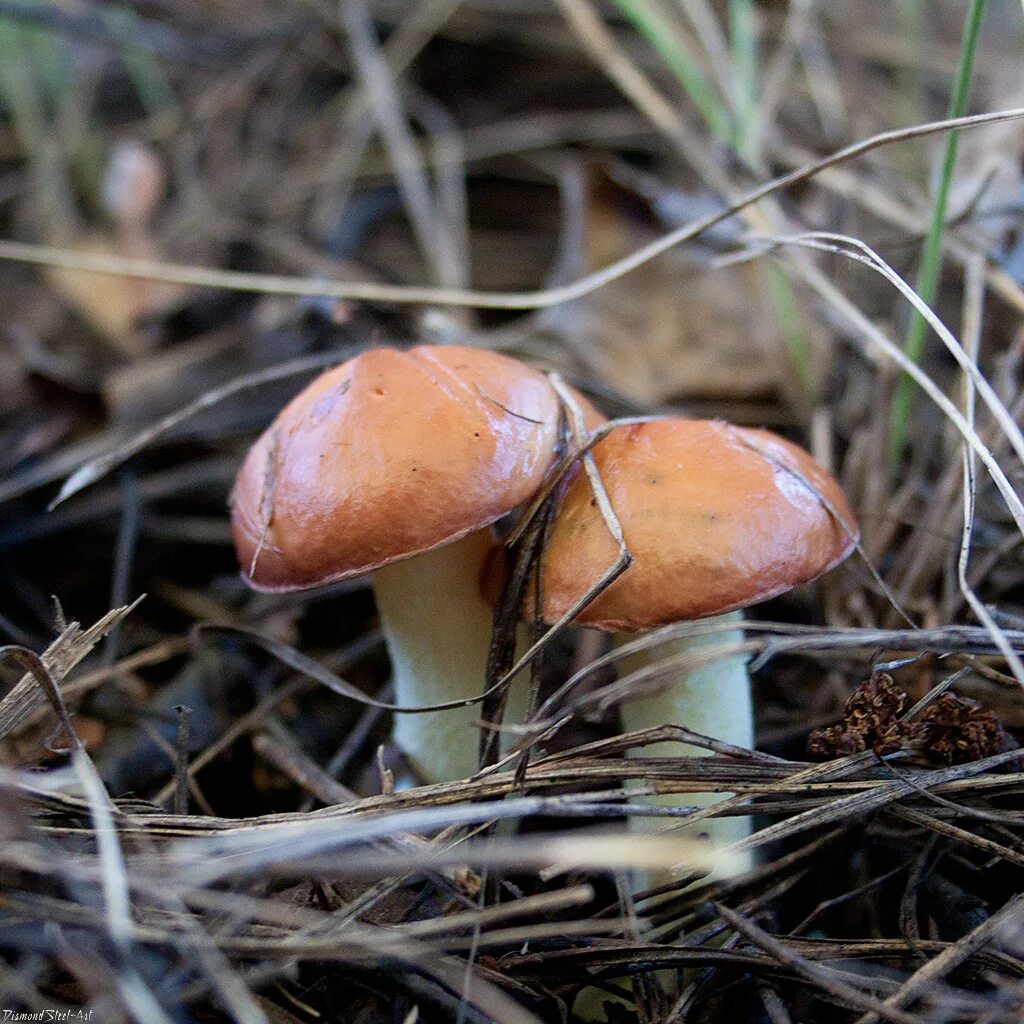 Масленок. Маслёнок гриб. Масленок зернистый. Масленок Suillus luteus. Съедобные грибы маслята.