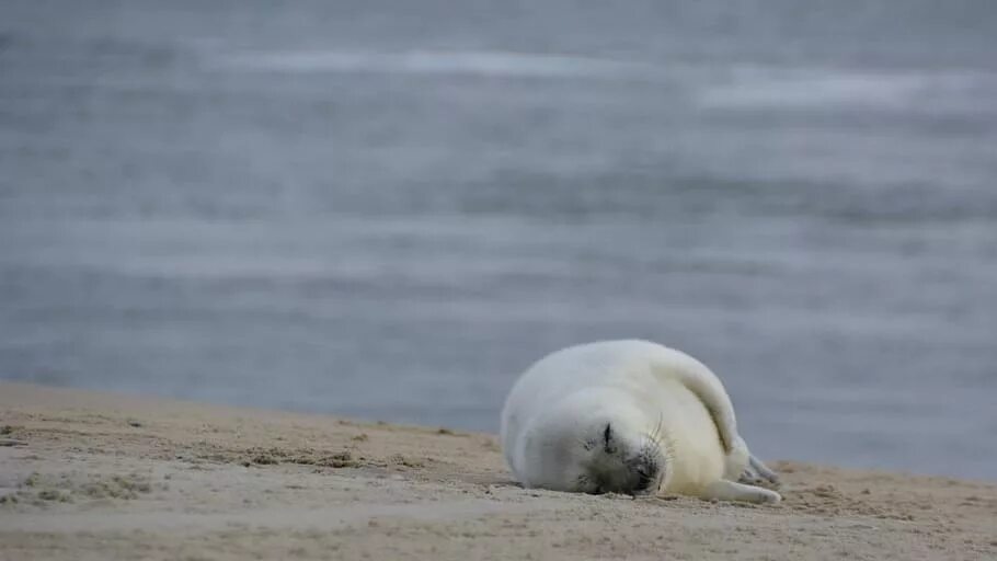 Пока спал на пляже. Морской котик белый. Милый тюлень. Морской Лев на пляже. Белый детеныш морского Льва.