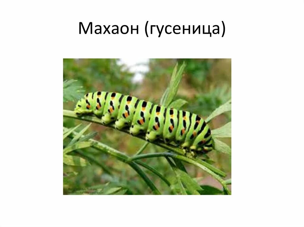 Цепи питания капуста гусеница. Гусеница бабочки махаон. гусеница махаона куколка. сообщение о гусенице махаона.