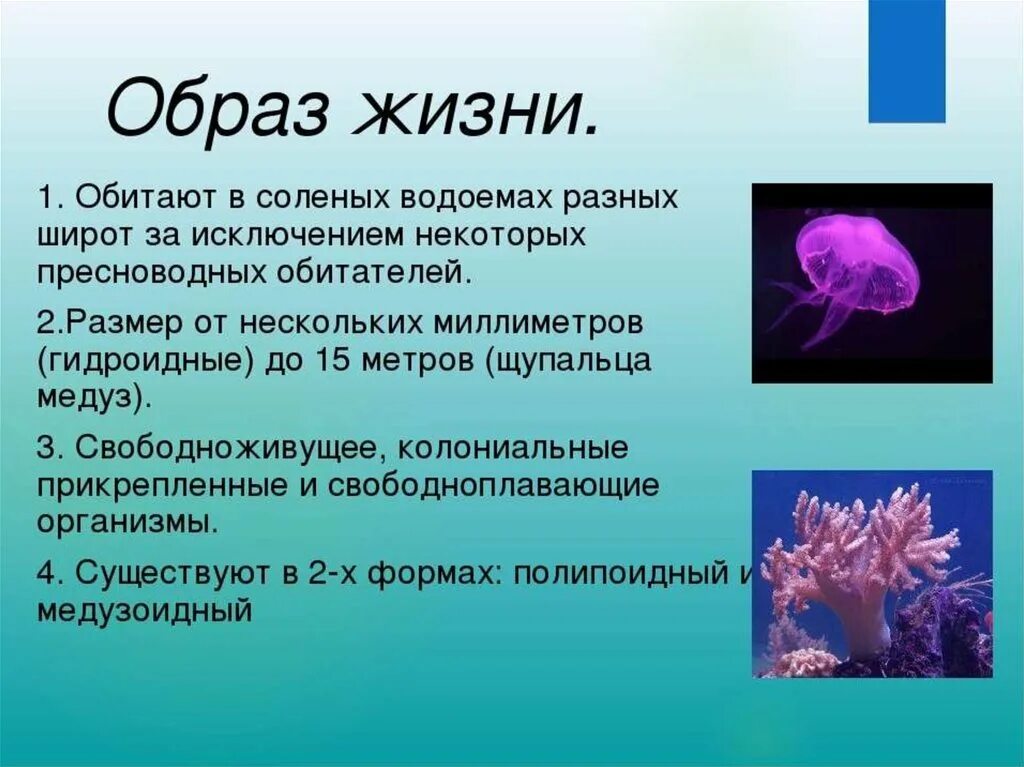 Сцифоидные кишечнополостные. Медуза олиндиас формоза. Тип кишечнополостные сцифоидные. Сцифоидные полипы. Кишечнополостные сцифоидные медузы.