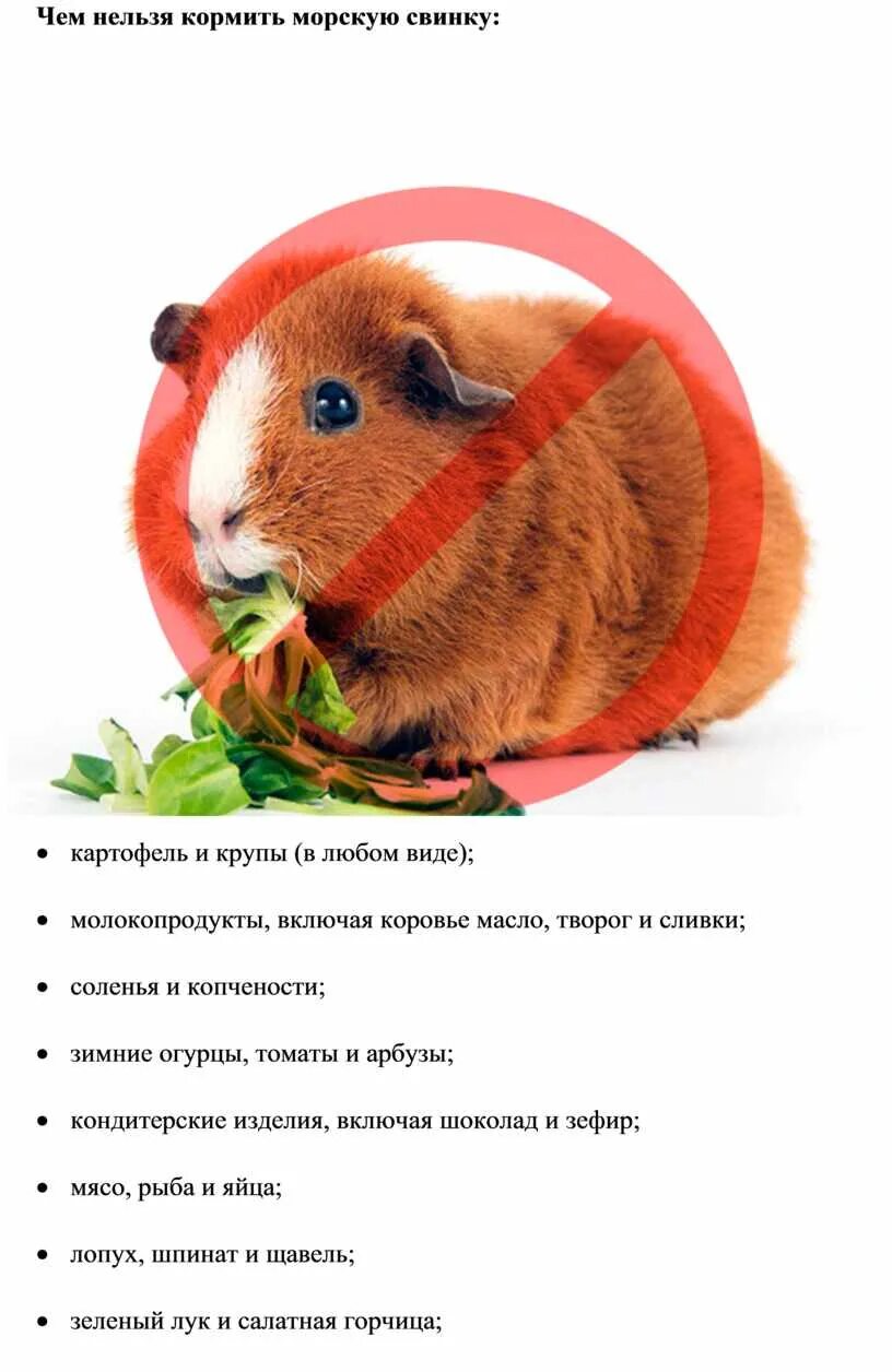 Какую траву давать крысам