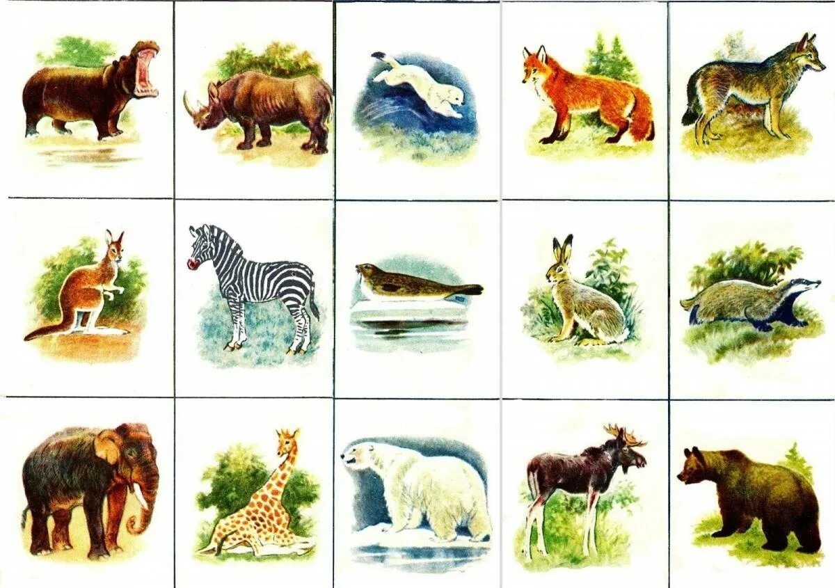 Изображения дикие животные. Зоологическое лото "в мире животных". Зоологическая игра животные лото. Диких животных для детей. Карточки с дикими животными.
