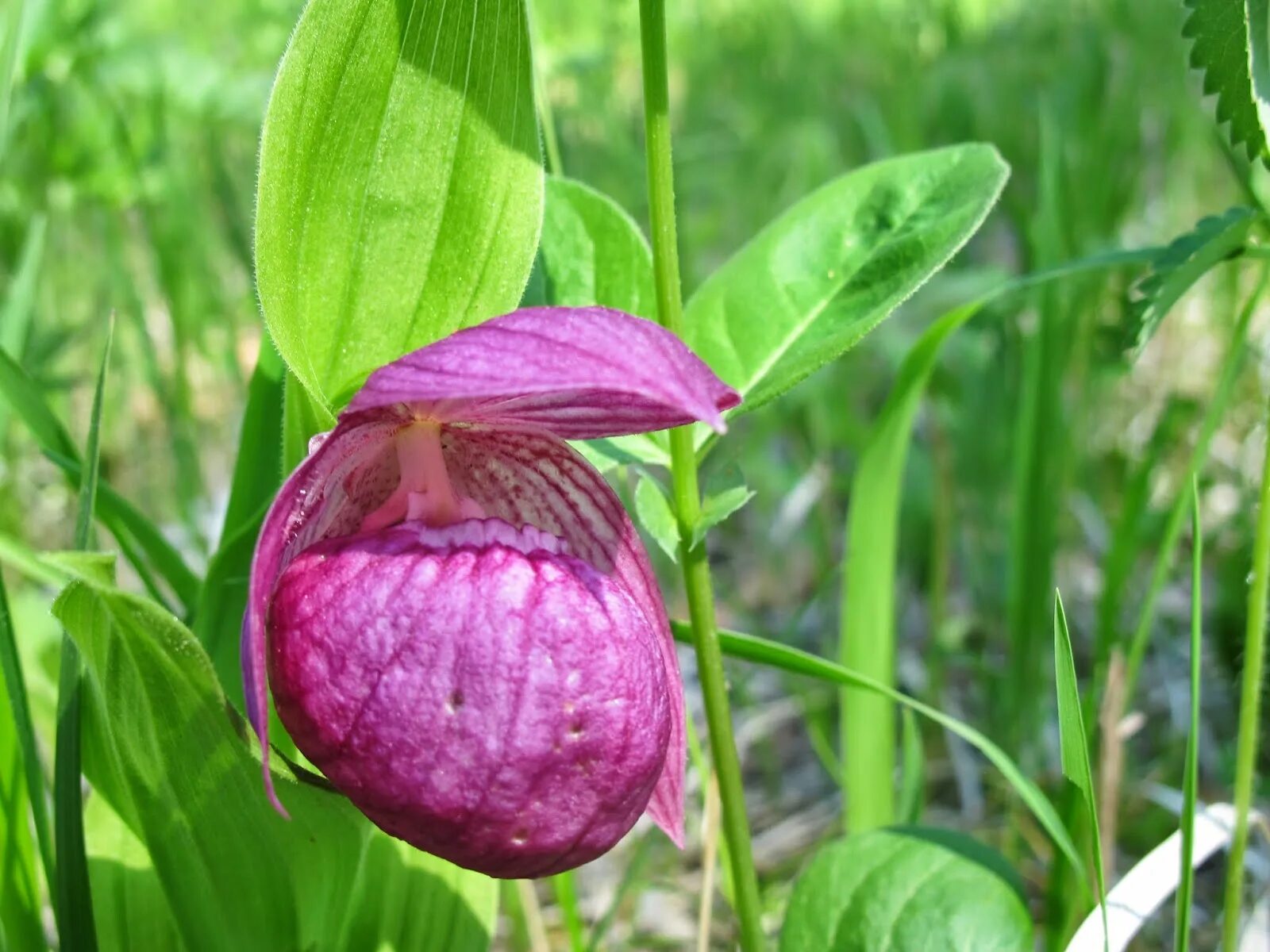Башмачок занесен в красную книгу. Башмачок крупноцветковый (cypripedium macranthon sw.),. венерин башмачок гибрид. башмачок известняковый байкал. башмачок известняковый красная книга.