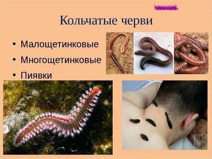 Класс круглых кольчатые