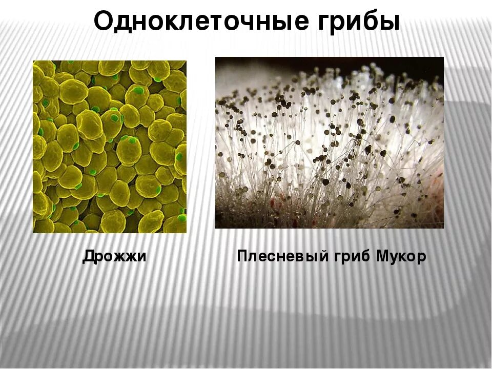 В каких биотехнологиях используют одноклеточные грибы. Плесневые одноклеточные грибы дрожжи. Примеры одноклеточных грибов. Представители одноклеточных грибов. Одноклеточные и многоклеточные грибы 5 класс биология.