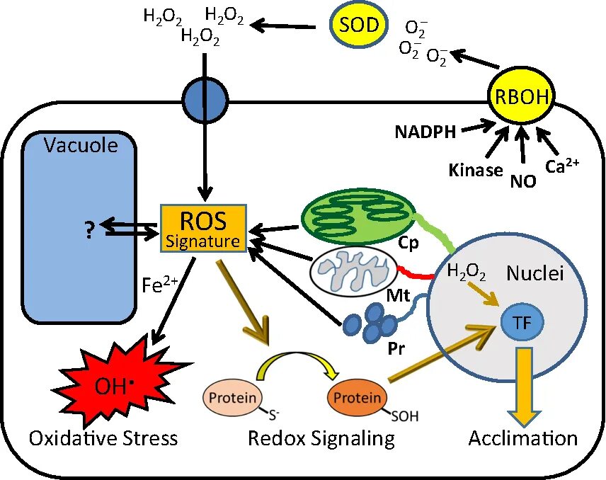 H2s 2 rboh. Reactive form of oxygen. reactive oxygen species. oxygen reactions. rboh nadph-оксидаза.