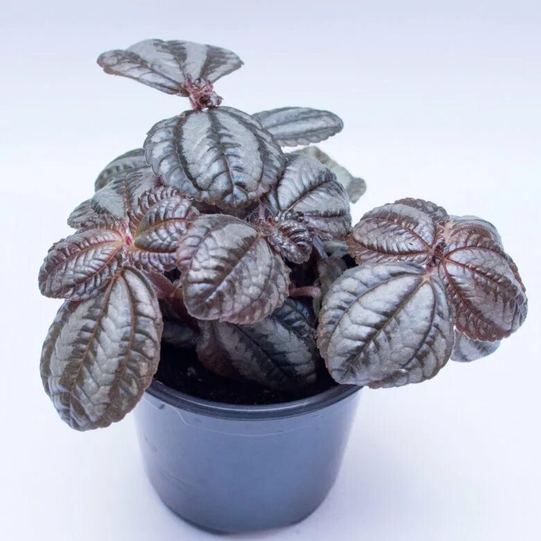 пилея кадье. пилея нумуларифолия. пилея монетолистная. пилея кадиера. пилея мшистая.