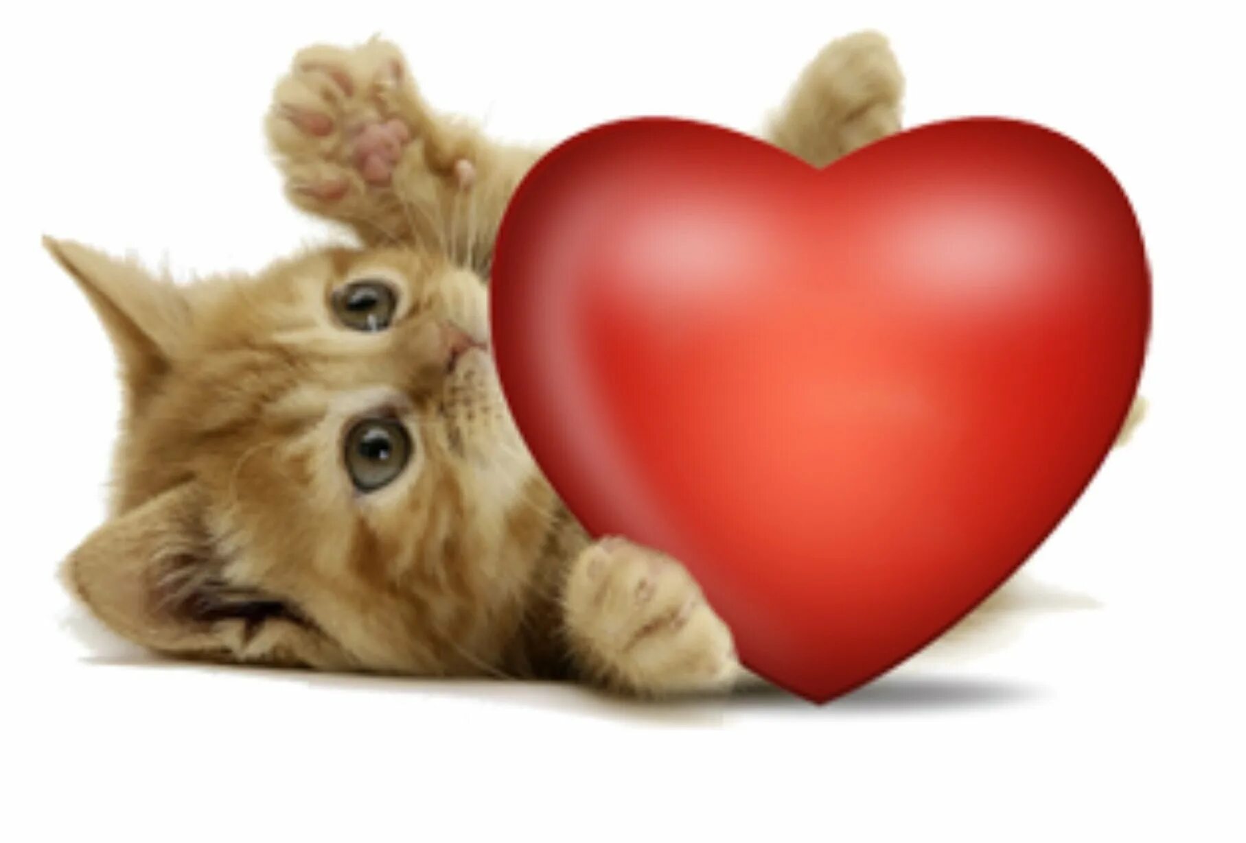 Сердечные коты