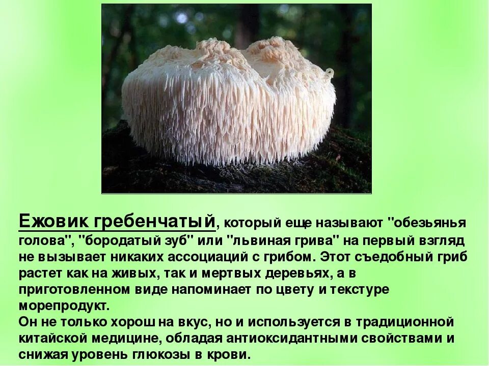 Гериций гребенчатый гриб ежевик. Ежовик гребенчатый мицелий. Ежовик гребенчатый (львиная грива). Ежовик (ежевик) гребенчатый.