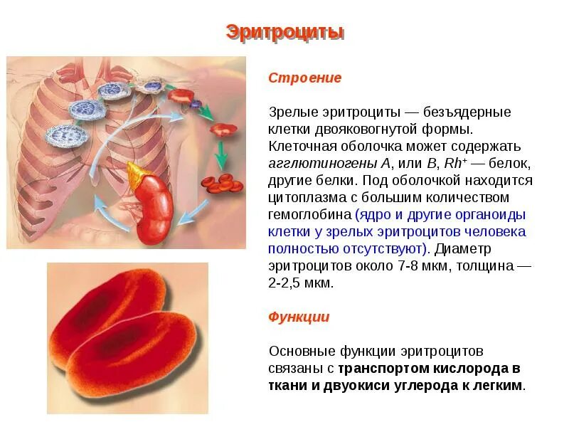 Эритроциты клеточное строение. Строение цитоплазмы эритроцита. строение эритроцита органоиды. эритроцит внутри строение. строение зрелого эритроцита.